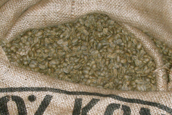 Green Kona Coffee Beans
